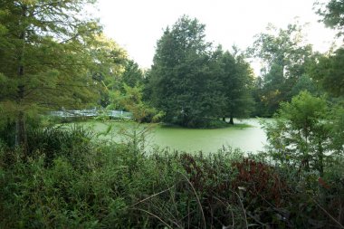 A swamp at the Myrtles Plantation, St Francisville, Louisiana, USA. clipart