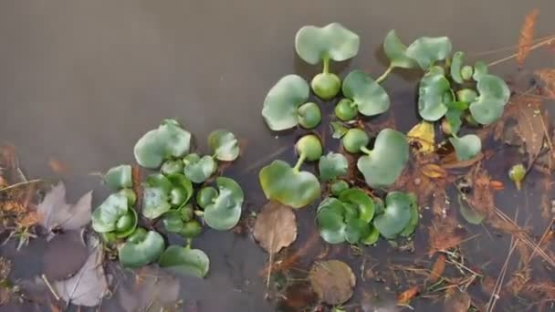 Draufsicht Auf Schwimmende Wasserpflanze Wasserhyazinthe Universitätssee Baton Rouge Louisiana Usa — Stockvideo