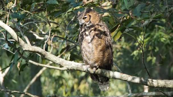 Brown Owl Tree Baton Rouge Louisiana Usa — Stock Video