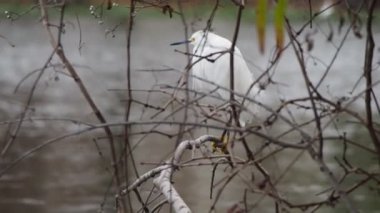 Büyük bir egret Louisiana State University yakınlarındaki bir göl kenarında bir ağaç dalı üzerinde duruyor, Baton Rouge, Louisiana, Abd.