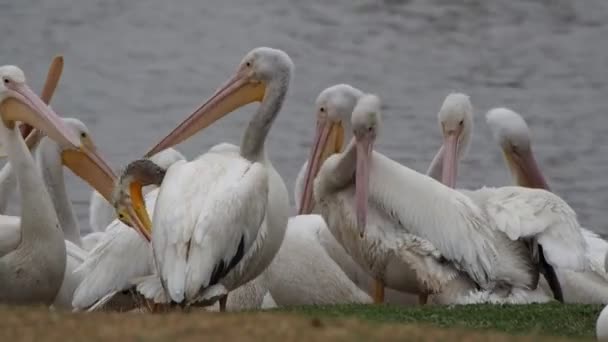 Pelícanos Cerca Lago Cerca Universidad Estatal Louisiana Baton Rouge Louisiana — Vídeos de Stock