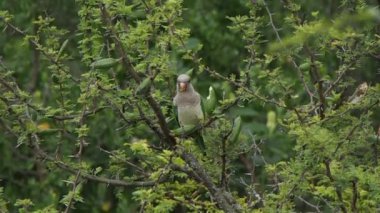 Papağan meyve, Rio Ceballos, Cordoba, Arjantin yerken bir espinillo ağacı (vachellia caven) üzerinde duran.