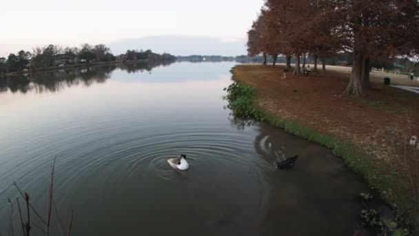 Ducks Swimming Lsu Lake Baton Rouge Louisiana Usa — Stock Video