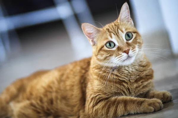 Chat Roux Posant Sur Table — Photo