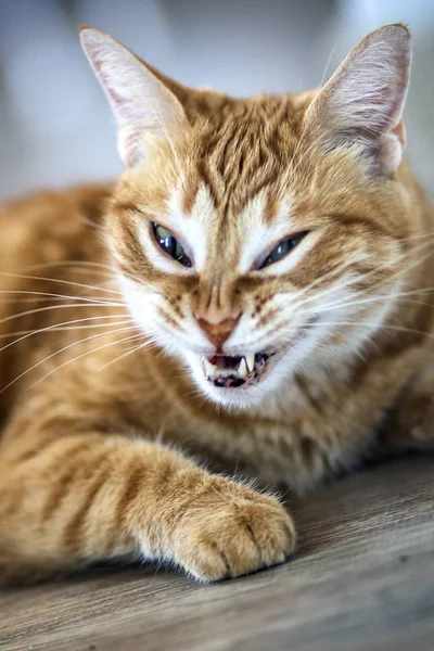 Een Kat Geeuwen Detail Van Mond — Stockfoto