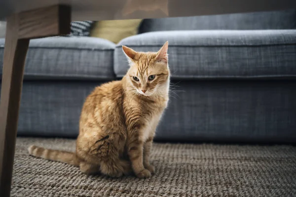 Ev oturma odasında halı üzerinde bir alaca kedi closeup 