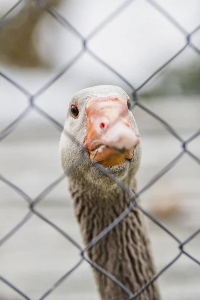 Goose-beak defocused — Stock Photo, Image