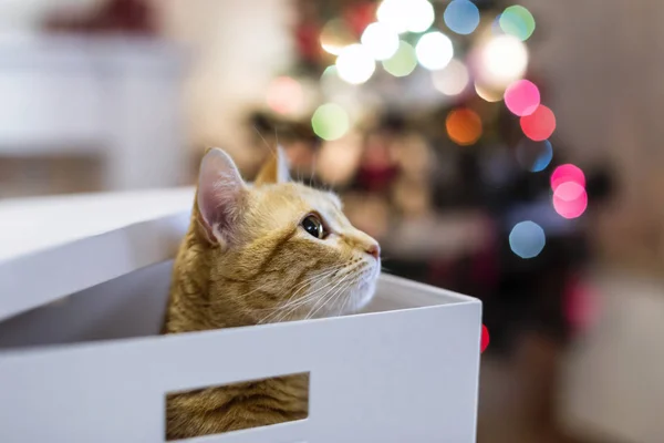 a Cat hidden inside a box