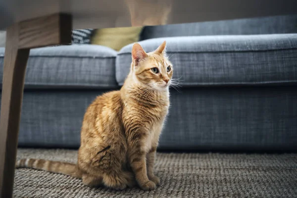 家客厅地毯上的一只印花猫特写 — 图库照片