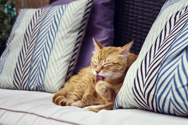 Помаранчевий кіт миє лапу — стокове фото