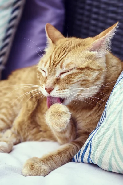 Πορτοκαλί γάτα πλένει το πόδι της — Φωτογραφία Αρχείου