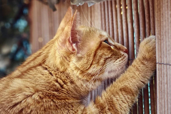 Gato vermelho olhando no dia de primavera — Fotografia de Stock