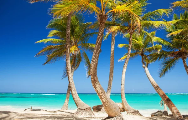 熱帯のビーチ 海とヤシの木の背景 白い砂浜とクリスタル ブルーの海 海の水の自然 ビーチでリラックスします 夏休みは海 カリブ海ビーチの背景 — ストック写真