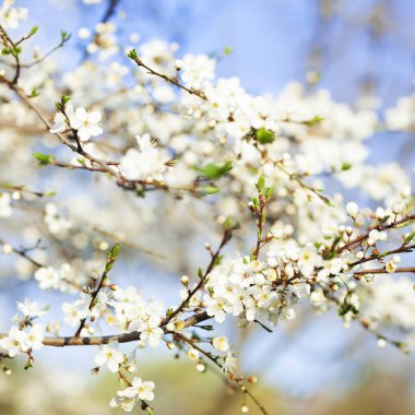 Bahar güzellik arka plan. Ağaçların mavi gökyüzü arka plan üzerinde beyaz çiçek çiçeklenme