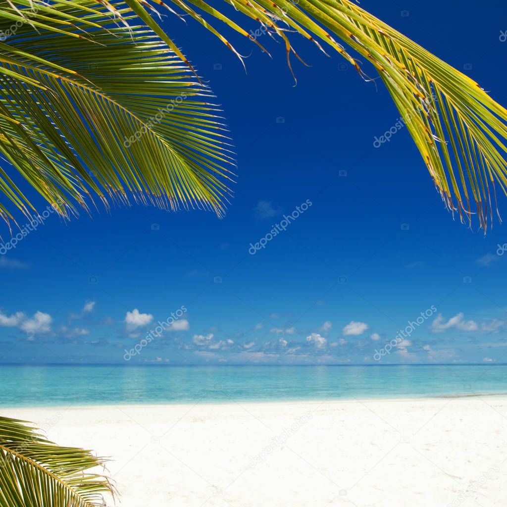 Tropical beach. Ocean and palmtrees background. White sand and crystal-blue sea. Ocean water nature, beach relax. Summer sea vacation. Caribbean beach background