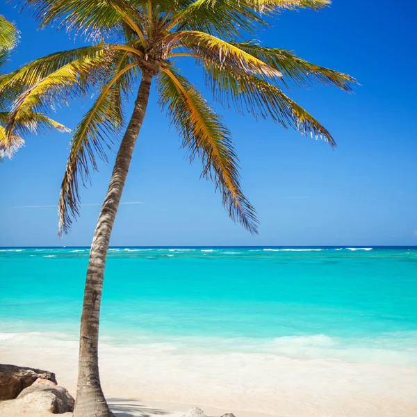 Tropisch Strand Oceaan Palmbomen Achtergrond Witte Zand Kristalheldere Zee Oceaan — Stockfoto