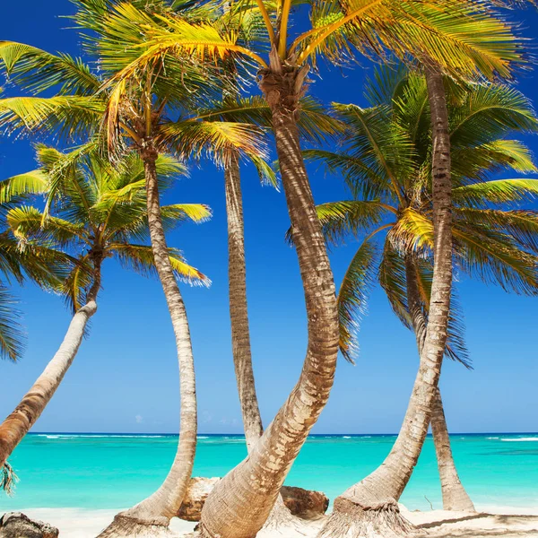 Тропический Пляж Океан Пальмы Фон Белый Песок Кристально Голубое Море — стоковое фото