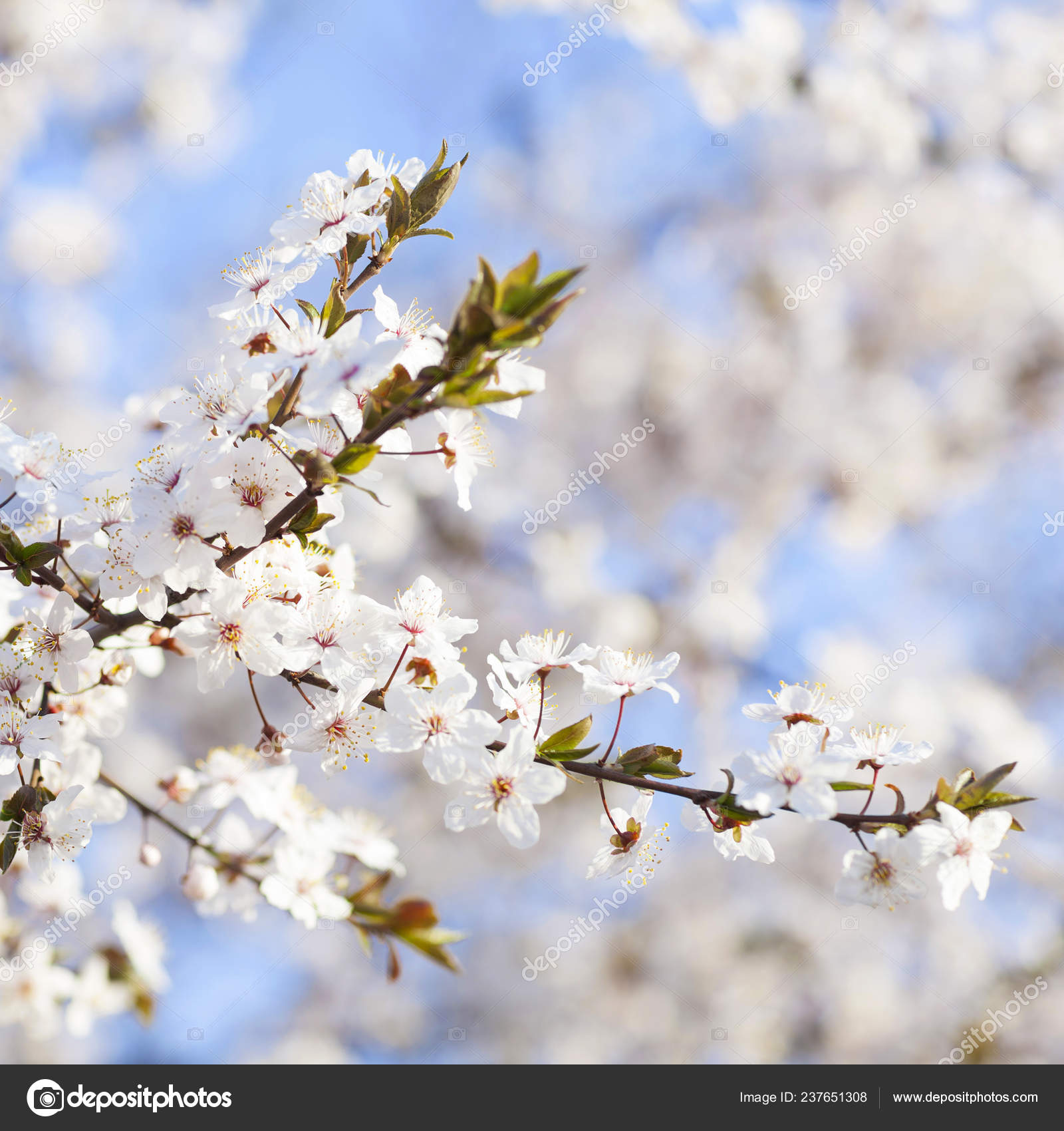 Spring Beauty Blooming White Flowers Trees Blue Sky Background Spring Stock Photo Image By C Suravid 237651308