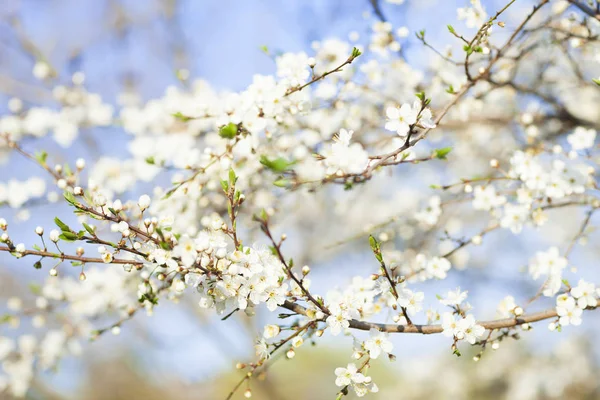 春の美しさの背景 青い空を背景に木の白い花を開花 — ストック写真