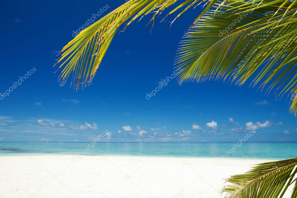 Tropical beach. Ocean and palmtrees background. White sand and crystal-blue sea. Ocean water nature, beach relax. Summer sea vacation. Caribbean beach background