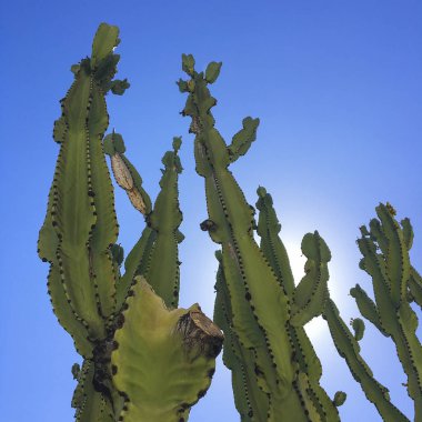 Low Angle View Of Cereus Peruvianus Tree Succulents Over A Blue Sky. clipart