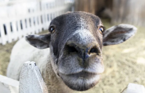 Щасливі Усміхнені Вівці Обличчя — стокове фото