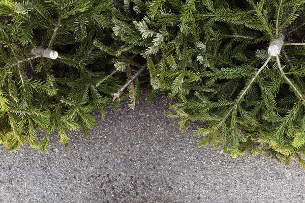 Oude Kerstbomen Weggegooid — Stockfoto