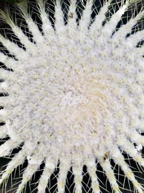 Echinocactus Grusonii Altın Fıçı Kaktüsü