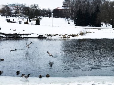 Bir Cityscape güzel vahşi kuşlar, kentsel yeşil Parklar arasında soyut manzara