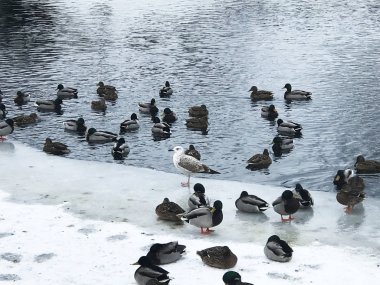 Bir Cityscape güzel vahşi kuşlar, kentsel yeşil Parklar arasında soyut manzara