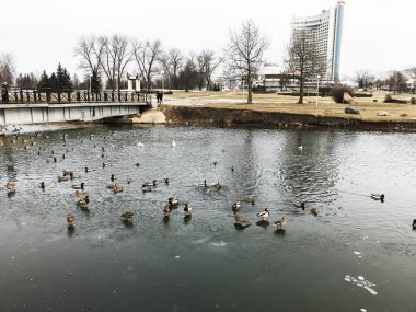 Bir Cityscape güzel vahşi kuşlar, kentsel yeşil Parklar arasında soyut manzara