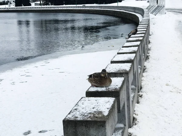 Beaux Oiseaux Sauvages Dans Paysage Urbain Paysage Abstrait Parmi Les — Photo