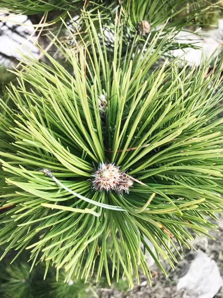 Cone Tree Little Lump Growing Tree — Stock Photo, Image