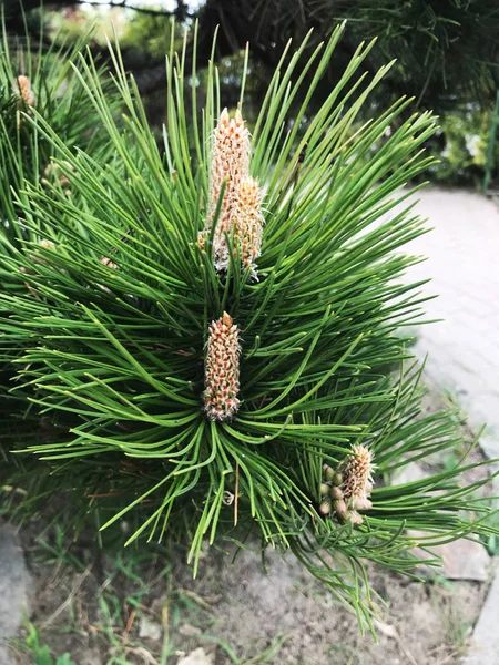 Cone Tree Little Lump Growing Tree — Stock Photo, Image