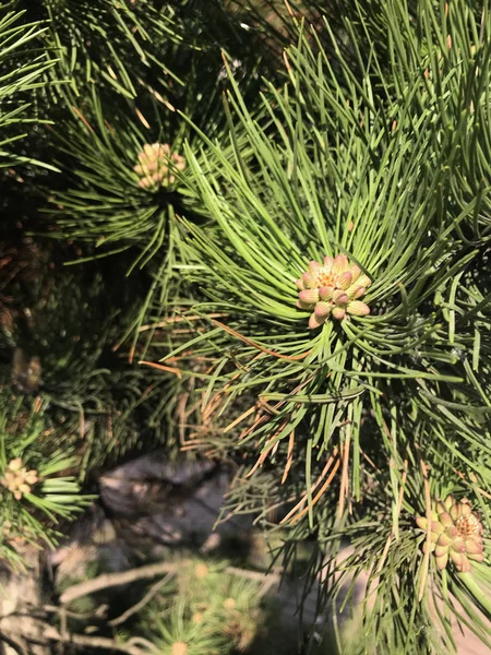 Cone Tree Little Lump Growing Tree — Stock Photo, Image