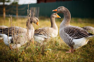 Kazlar çimlere iniyor