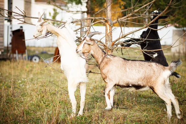 White Gray Goats Eat Tree Sunset — Stock Photo, Image