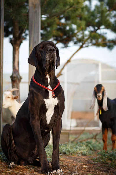 Svart Stor Dansk Hund Med Renrasiga Nubian Get Solnedgången — Stockfoto