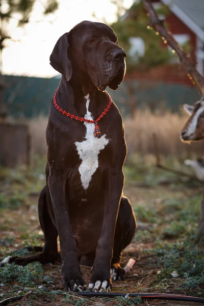 Chien Grand Danois Noir Coucher Soleil — Photo