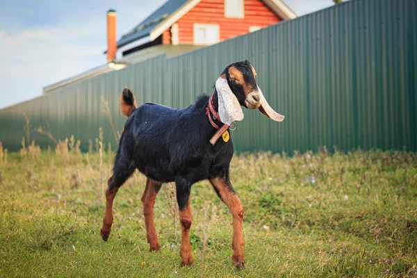 Purebred Nubian Goatling Green Grass — Stock Photo, Image