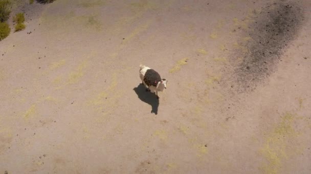 Foto aérea de Yamas en el Jardín Mallcu - Bolivia . — Vídeos de Stock