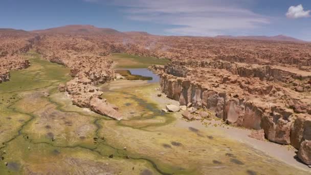 Luchtopname van Yamas op Mallcu Garden - Bolivia. — Stockvideo