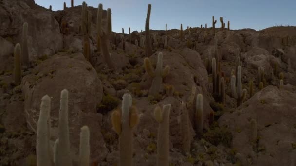 Wyspa Incahuasi na Uyuni Salar. Na południe od Boliwii. — Wideo stockowe