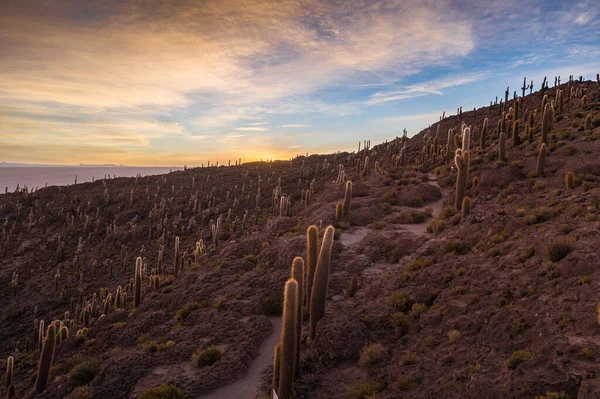 Cactus y la salida del sol dispararon en la isla Incahuasi en Uyuni salar. Bolivia . —  Fotos de Stock