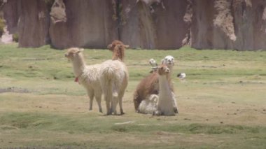 Yamas Mallcu Bahçesinde ve Mağaralarda