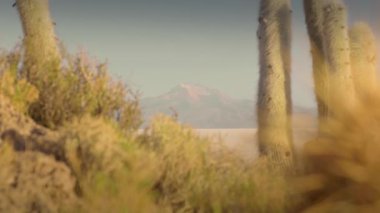 Uyuni salar tatlısındaki Incahuasi Adası 'nda gün doğumunda kaktüs ve manzara.