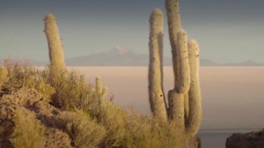 Uyuni salar tatlısındaki Incahuasi Adası 'nda gün doğumunda kaktüs ve manzara.