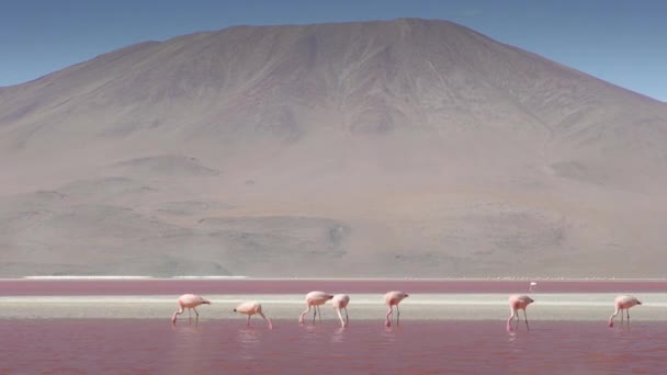 Röda vatten och flamingos vid Colorada Lagoon — Stockvideo