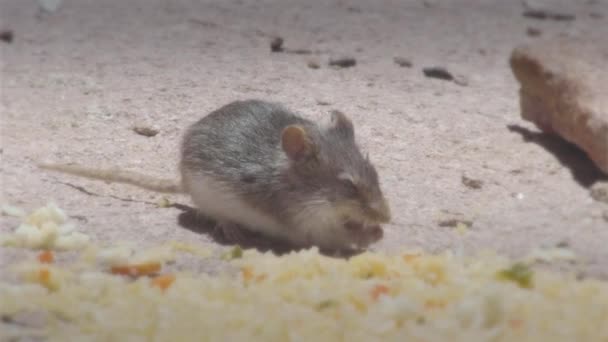 Rato selvagem comendo no Mallcu Garden and Caves - Bolívia . — Vídeo de Stock