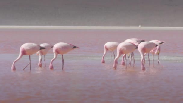 Rode wateren en flamingo 's bij Colorada Lagoon — Stockvideo